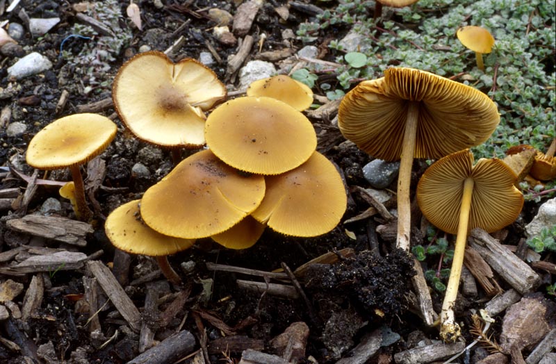 Conocybe aurea